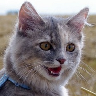 Uživatelský avatar